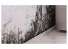 Comprehensive Mold Removal in Toronto