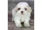 Puppies For Sale at Best Lowest Price!!