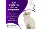 Buy Himalayan Cat in Bangalore