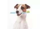 Pet Point Veterinary Clinic's Focus on Dental Health for Your Pets