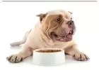 Premium Dog Food in Dubai: Ensuring Optimal Nutrition for Your Canine