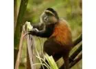 Do a beautiful forest hike to see endangered golden monkeys