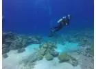 Explore Top 6 Deep Dive Sites on Havelock Island