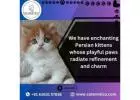 Persian Cat in Bangalore