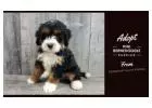 MINI BERNEDOODLE PUPPIES FOR ADOPTON