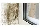 Safe and Effective Mold Remediation Toronto