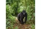 All you need to know about gorilla trekking tours