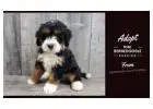 MINI BERNEDOODLE PUPPIES FOR ADOPTION