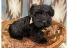 Scottish Terrier Puppies for Sale