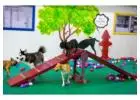 Dubai’s Top-Rated Dog Daycare: Bruno's Play Center