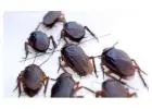 Bed Bug Extermination in Hamilton