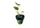 Buy Rare Alocasia Plants | Beleaf Tropicals