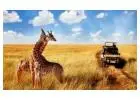 Convenient and Affordable Tanzania Safari Tour Packages