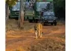 Tadoba 3 Nights / 4 Days Package With 3 Jeep Safari | Book Now