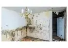 Professional Residential Mold Removal in Hamilton