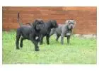 Home raised Cane Corso Puppies