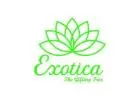 Send Balloons Online in Delhi - Joyful Surprises from Exotica - The Gifting Tree