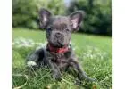 French bulldog puppies - please contact