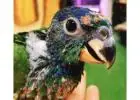  Baby Blue Headed Pionus Parrot