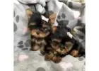  Pure Bred Yorkie Puppies
