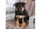 AKC German Shepherd Puppy -- Outstanding Pedigree!!