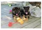 Akc Registered German Shepherd Puppies Available For Sale