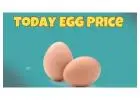 EGG RATE TODAY