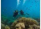 Book Scuba Diving in Havelock - Explore Vibrant And Colorful Marine Life 