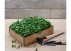 Get Our Microgreens Home Kit for Fresh Greens