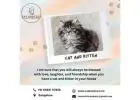 Cat Exotica | Persian Kittens for Sale in Bangalore