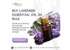 Buy Lavender Essential oil in Bulk