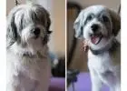 Top Mobile Pet Grooming Services in Mumbai - Pet Groomly