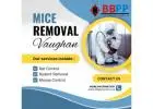 Best Mice Removal Services in Vaughan - B.B.P.P.