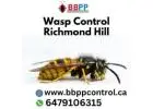 Wasp Nest Removal in Richmond Hill? Call B.B.P.P. Pest Control Today!