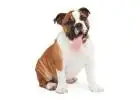 Bulldog Puppies for Sale in Bangalore