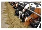 SSCL - Cattle feed manufacturer