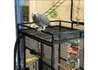 Exquisite African Grey Parrots: Intelligent Companions Await! 