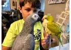 African Grey Parrots for Sale: Bring Home Joy and Intelligence! 