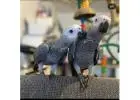 Discover the Charm of African Grey Parrots: Find Your Perfect Match! 