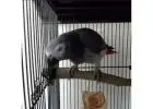 Find Your Feathered Companion: African Grey Parrots Ready for Loving Homes!