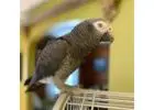 Majestic African Grey Parrots Looking for Forever Homes!