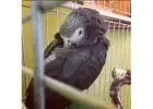 Beautiful African Grey Parrots Available for Adoption Today!