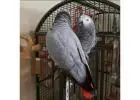 Enchanting African Grey Parrots Seeking Loving Families!