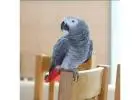 Adopt an African Grey Parrot: Unleash Joy and Beauty in Your Life!