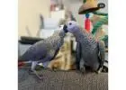 Discover the Magic of African Grey Parrots: Available Now!