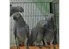 Delight Your Senses with African Grey Parrots: Find Yours Here!