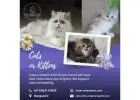 Cat Exotica |  Lovely Cats in Bangalore