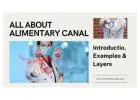 Layers of the Alimentary Canal:- A Quick Guide