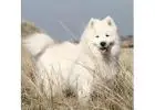 Get Your Dream Pet with Our Samoyed Dogs for Sale