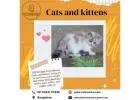 Buy Persian Kittens in Bangalore